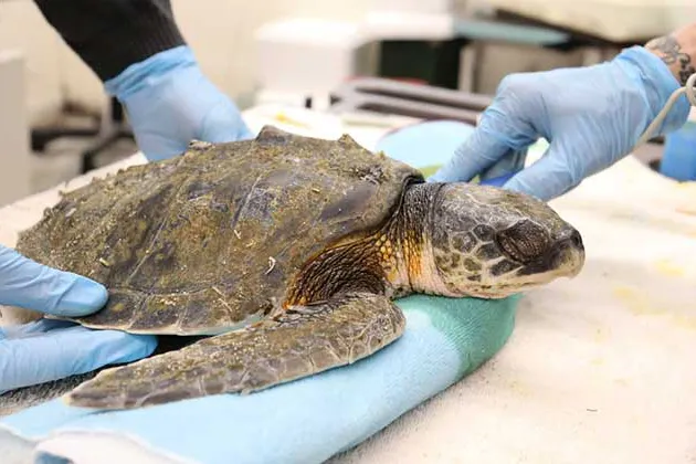 Cold stunned turtle intake