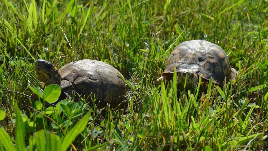 NMLC Ambassadors Daisy and Victor - Northern Box Turtles