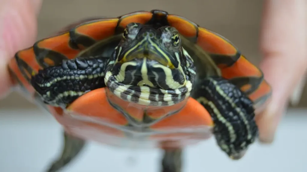 Northern Red-Bellied Cooter