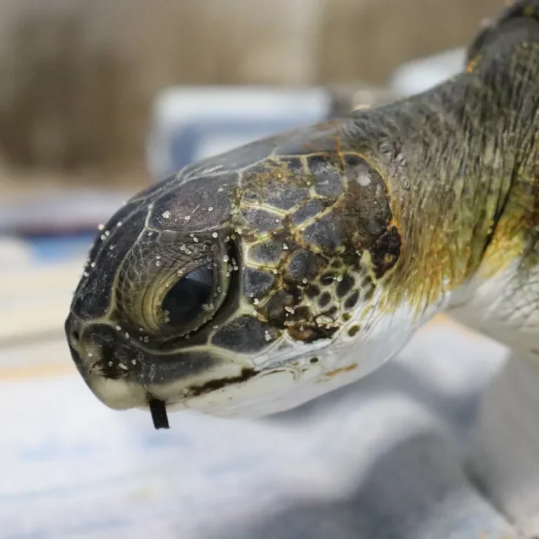 NMLC rehabilitated sea turtle #44