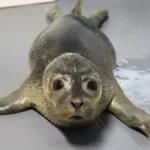 adoption photo of "Chunky Monkey"