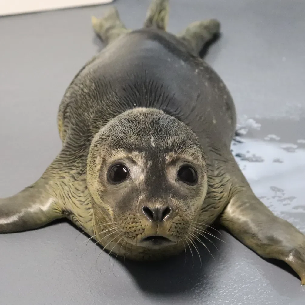 adoption photo of "Chunky Monkey"