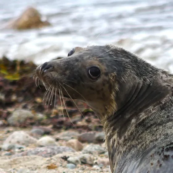 NMLC rehabbed Seal Banana Split