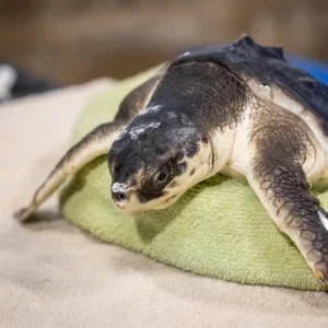 NMLC rehabilitated sea turtle Dexter