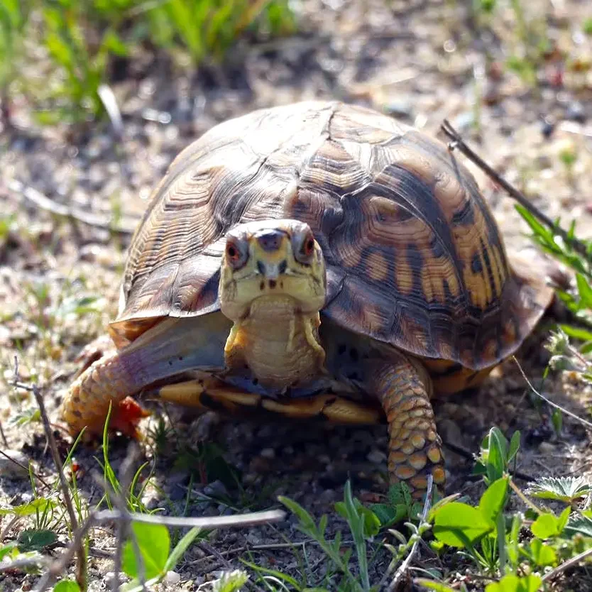 Eastern Box Turtle