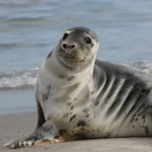Gray Seal