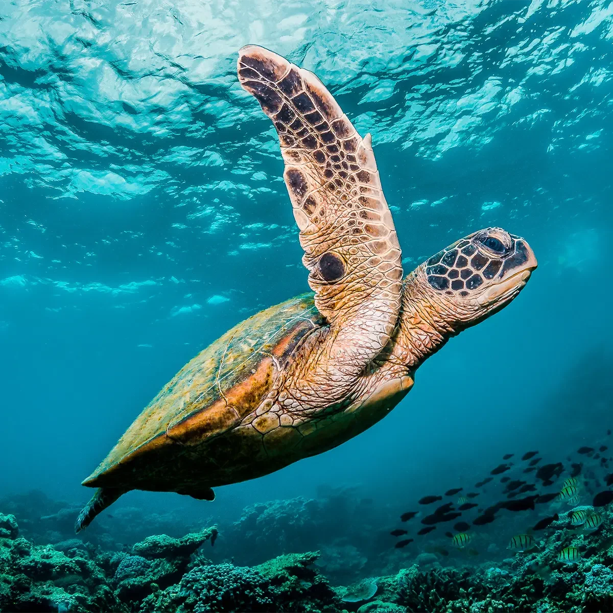 Green Sea Turtle