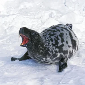 Hooded Seal