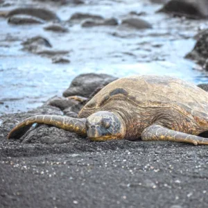 Kemp's Ridley Sea Turtle on Beach