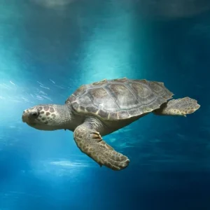 Loggerhead Sea Turtle