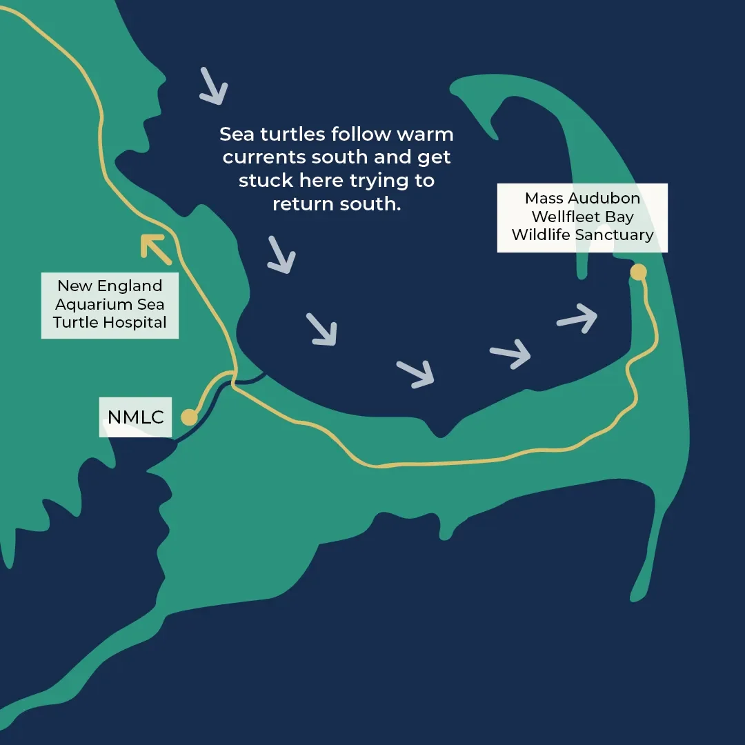 Map of Cape Cod showing where sea turtles get stuck