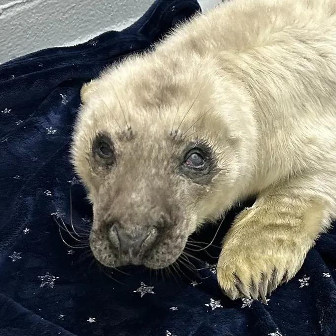 NMLC rehabilitated grey seal Moon