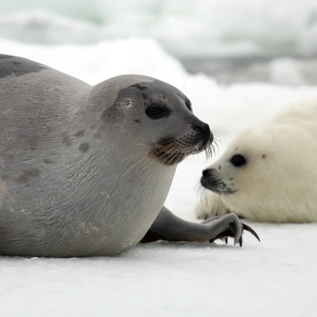 Harp Seal with Cub
