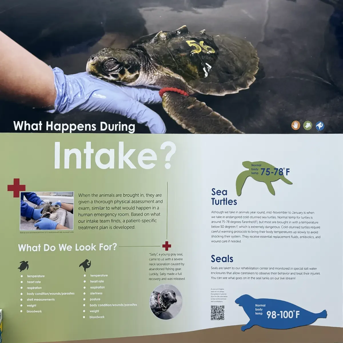 Exhibit at NMLC explaining marine animal intake procedures.