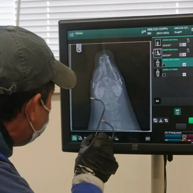 Doctor looking at an X Ray of a seal's head
