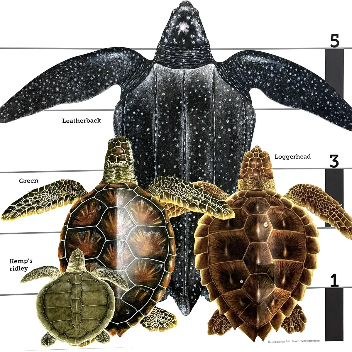 Exhibit at NMLC portraying the size of 4 sea turtles for comparison