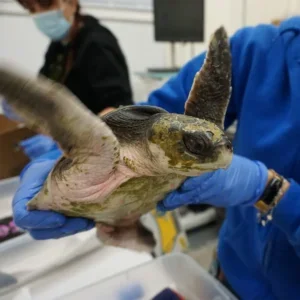 Cold stunned turtle being treated by NMLC staff