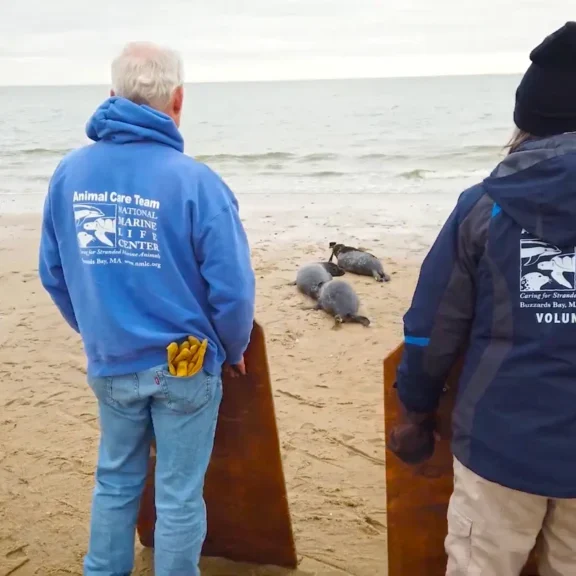 Volunteers watching seals return to the ocean after release.