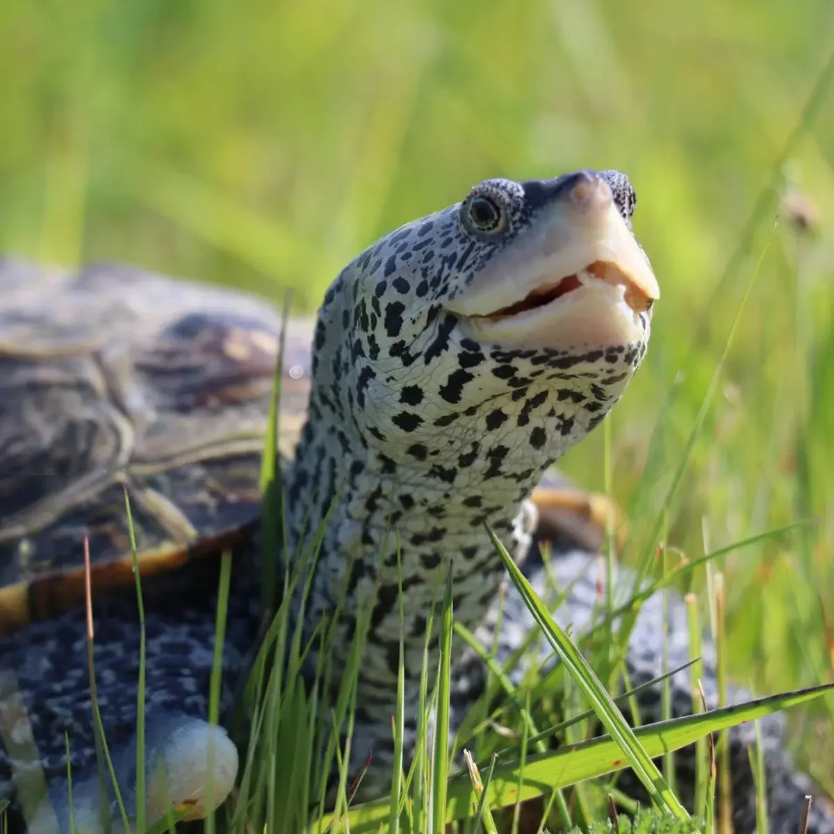 Diamondback Terrapin