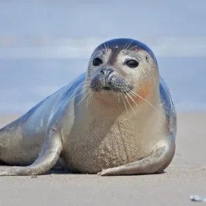 Harbor Seal