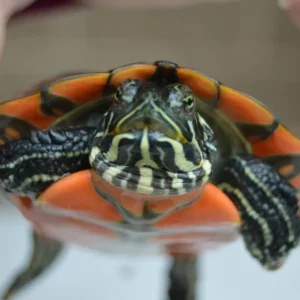 Northern Red-bellied Cooter