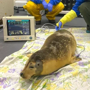 Seal being admitted for care at NMLC