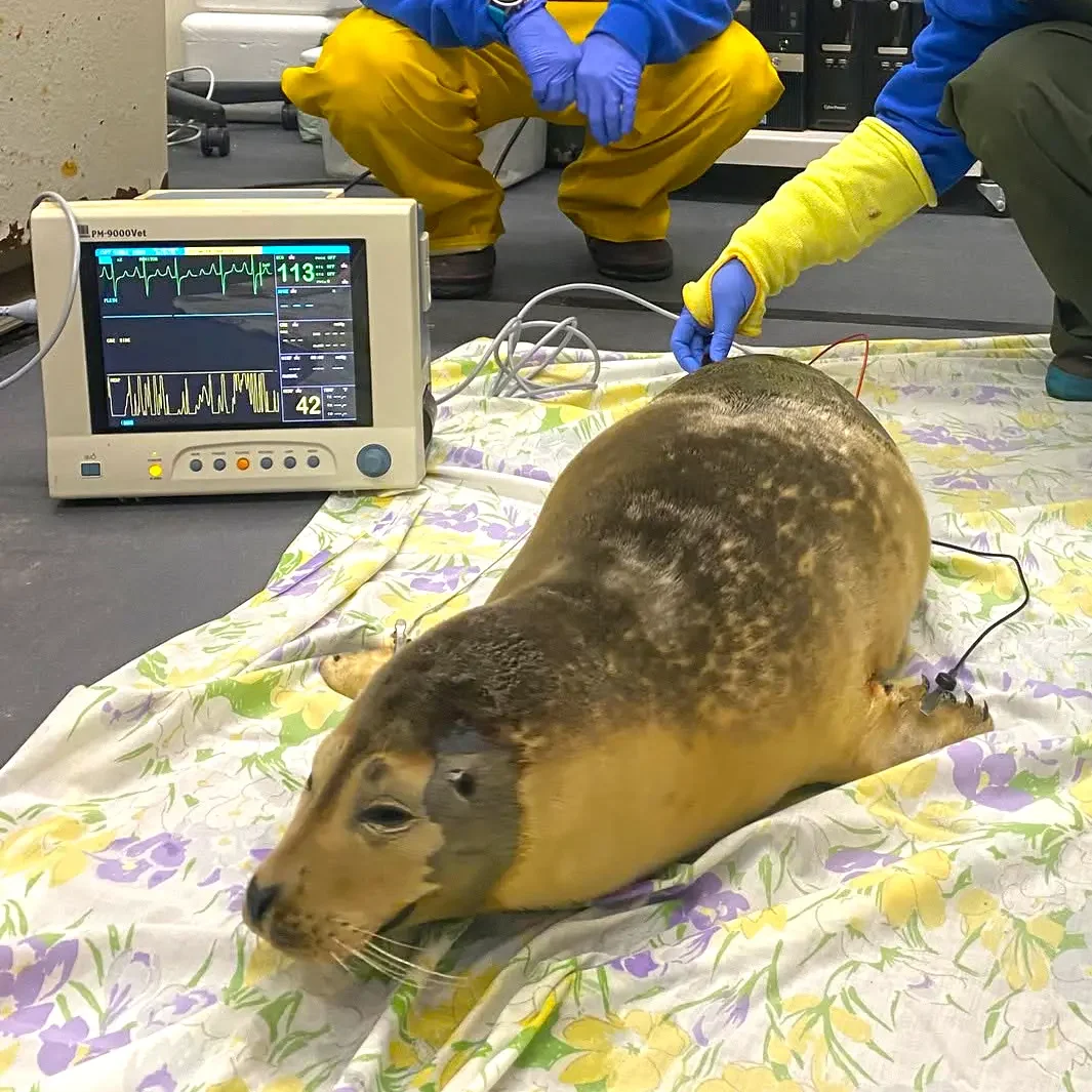 Seal being admitted for care at NMLC
