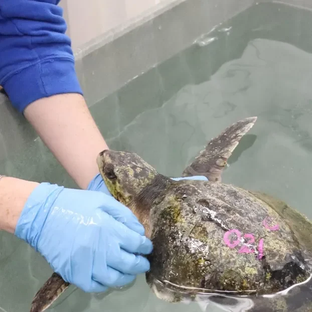 turtle-care